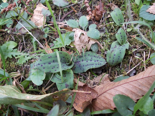 rosette di Neotinea maculata